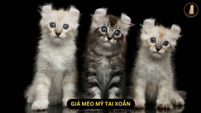 giá mèo mỹ tai xoắn